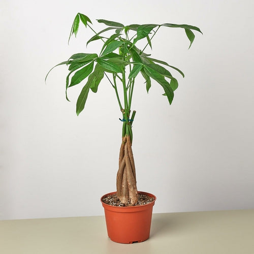 Money Tree Pachira Braid in home setting
