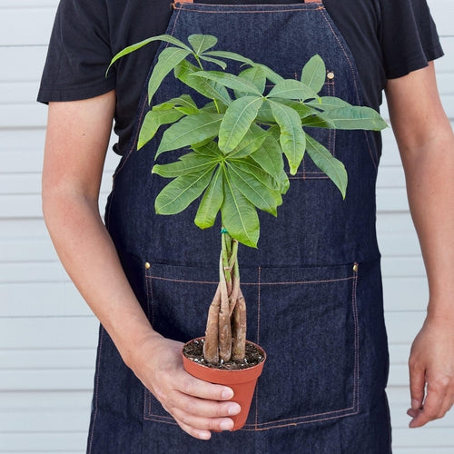 Money Tree Pachira Braid plant, nursery pot