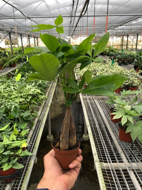 Money Tree Pachira Braid pot size options
