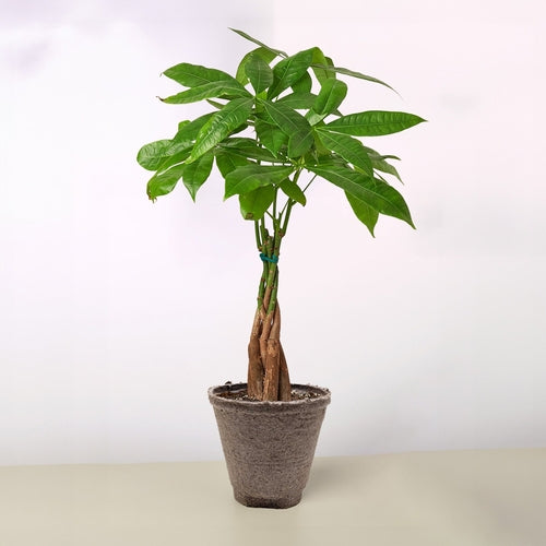 Money Tree Pachira Braid in decorative planter