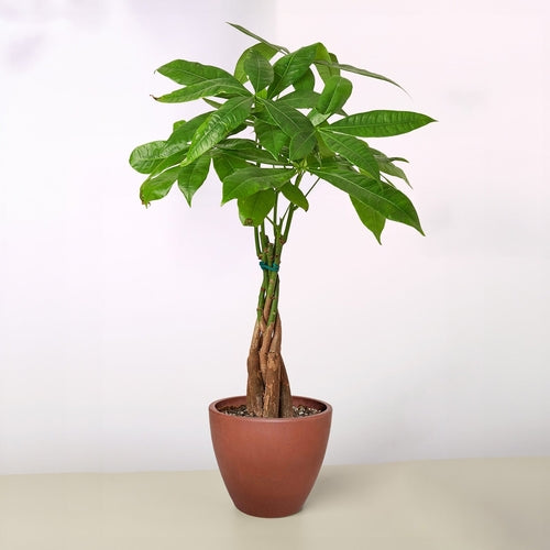 Money Tree Pachira Braid in terra cotta eco pot