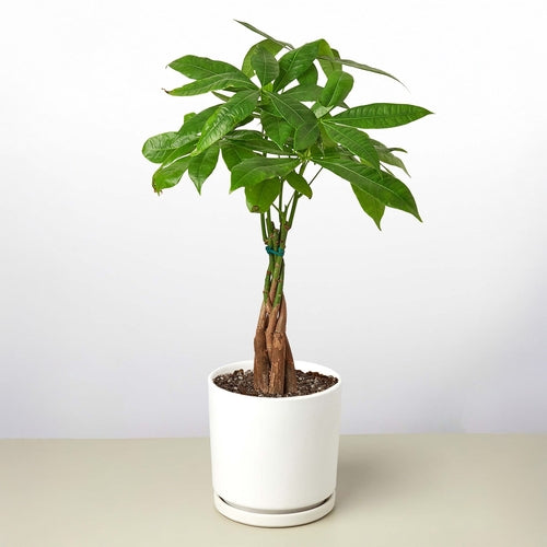 Money Tree Pachira Braid in white cylinder pot