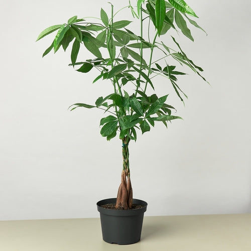 Money Tree Pachira Braid in black cylinder pot