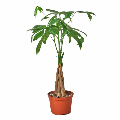 Money Tree Pachira Braid, braided trunk close-up